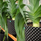 ISO9001 50 갤런 플라스틱 식물 화분 고속 성장 트리 루트 용기