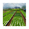 160 홀 플라팅 EPS EPP 비자 보드 백색 식초 채소를 재배하기 위해