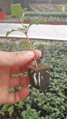 32, 50, 98, 108, , 200 묘목 트레이, 묘목 트레이, 묘목 홀더