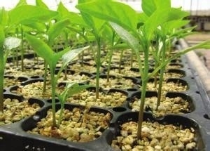 HDPE UV 안정화 된 플라스틱 심기 트레이 공기 절단 냄비
