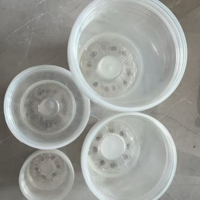 투명 플라에노프시스 꽃 냄비